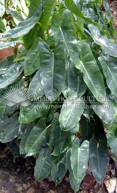 Philodendron Burle Marka